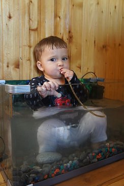купили рыбок!
