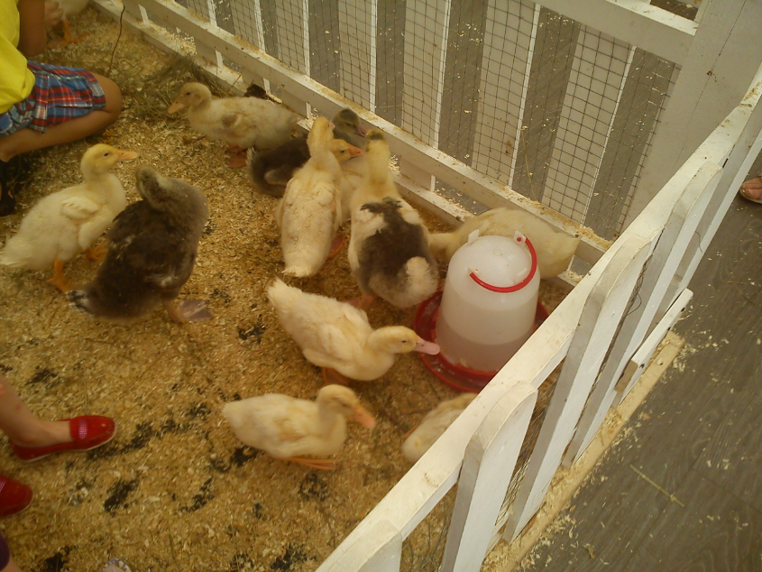 Контактный зоопарк-ВВЦ. 1 июня 2013 год.