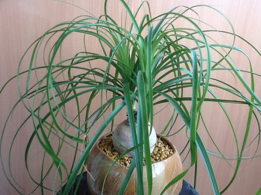 Озеленяемся...