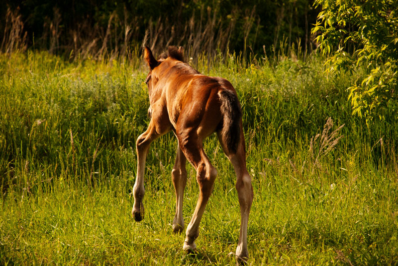 Про Дуська.