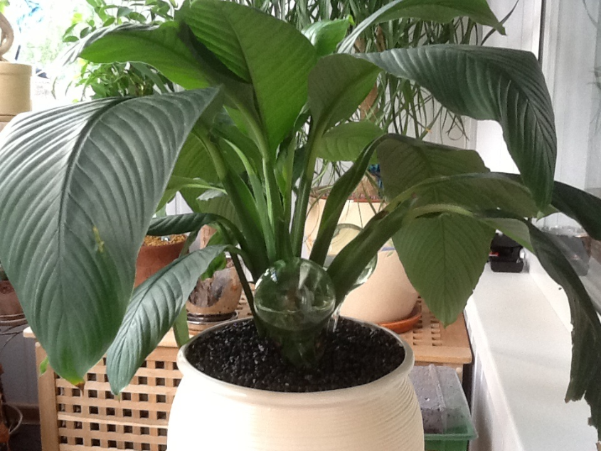 Озеленяемся...