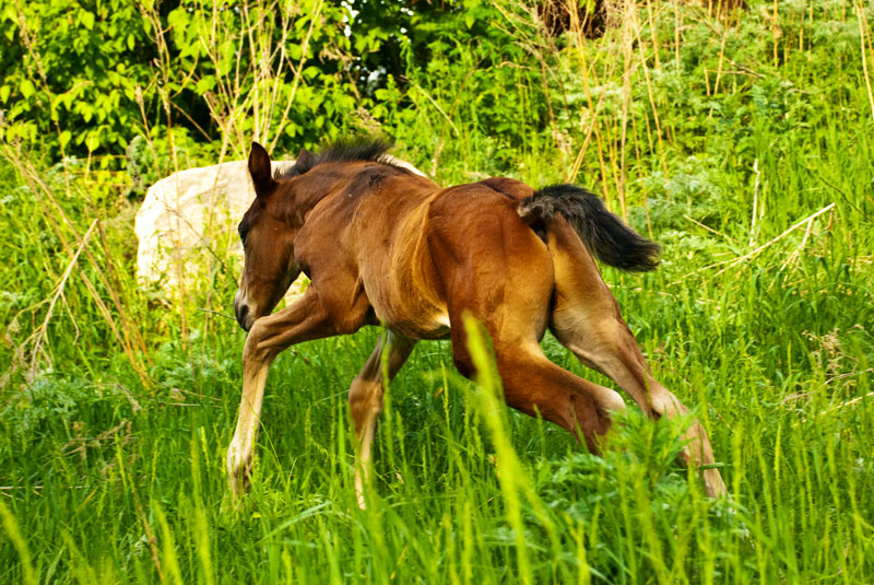 Про Дуська.