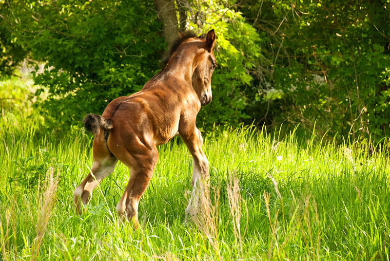 Про Дуська.