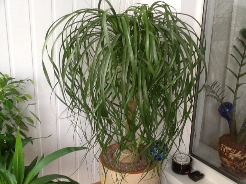 Озеленяемся...