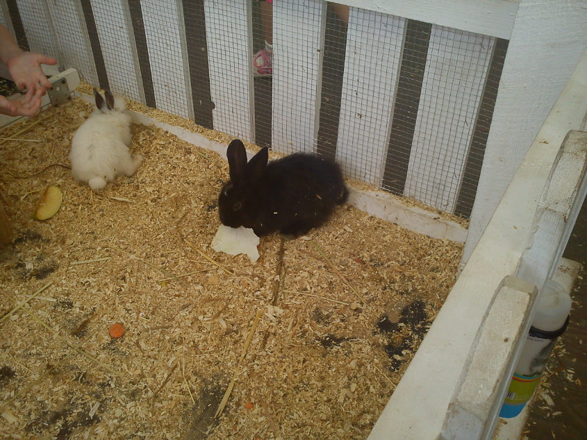 Контактный зоопарк-ВВЦ. 1 июня 2013 год.