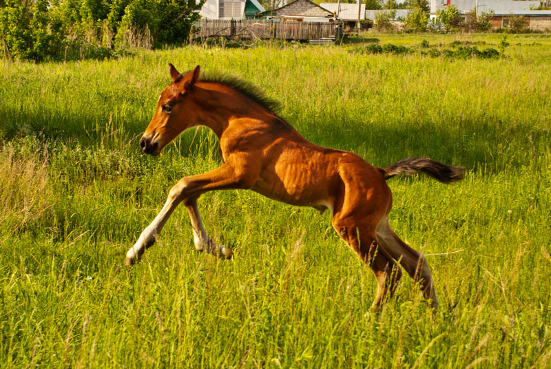 Про Дуська.