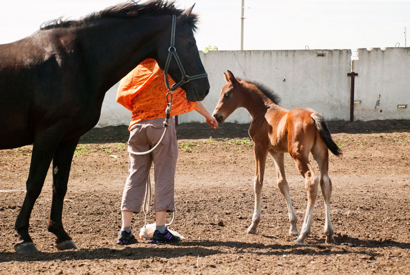 Про Дуська.