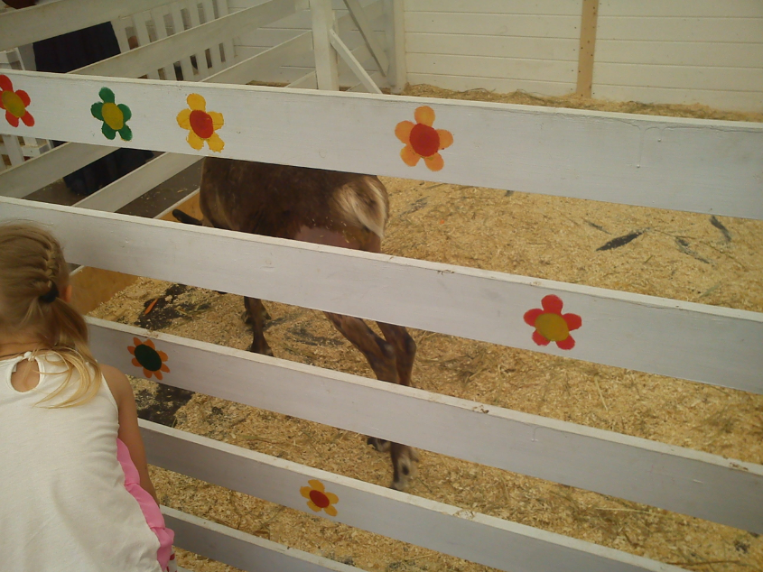 Контактный зоопарк-ВВЦ. 1 июня 2013 год.