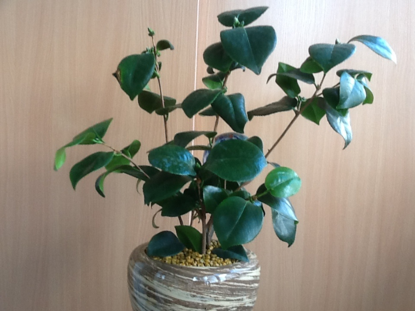 Озеленяемся...