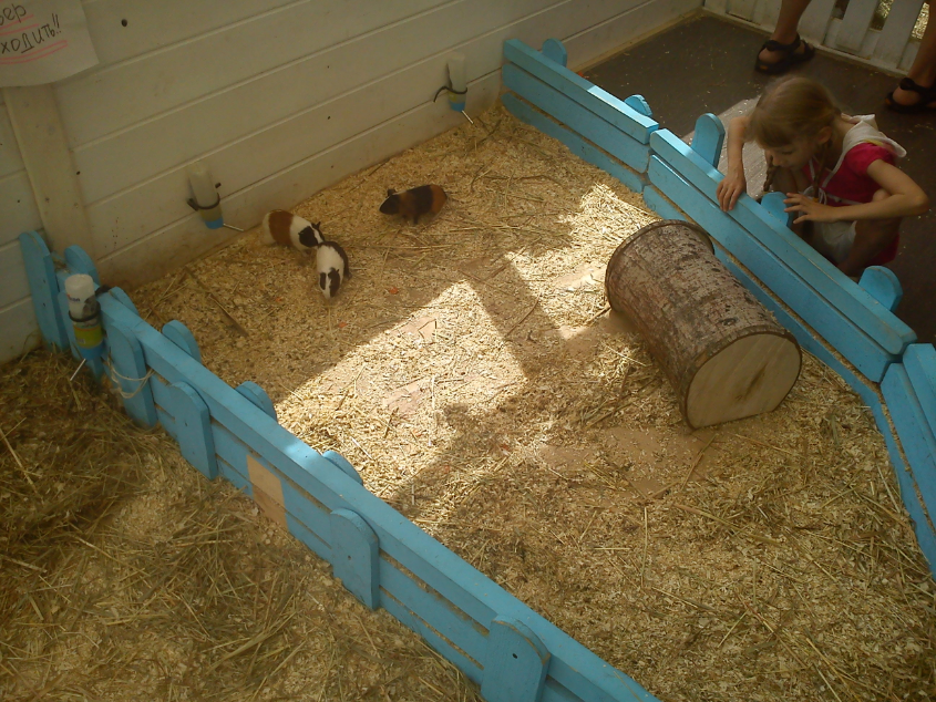 Контактный зоопарк-ВВЦ. 1 июня 2013 год.