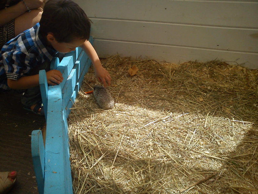 Контактный зоопарк-ВВЦ. 1 июня 2013 год.