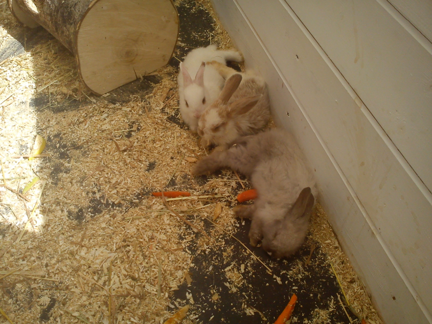 Контактный зоопарк-ВВЦ. 1 июня 2013 год.