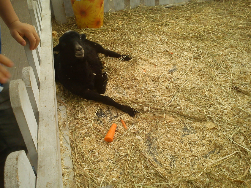 Контактный зоопарк-ВВЦ. 1 июня 2013 год.