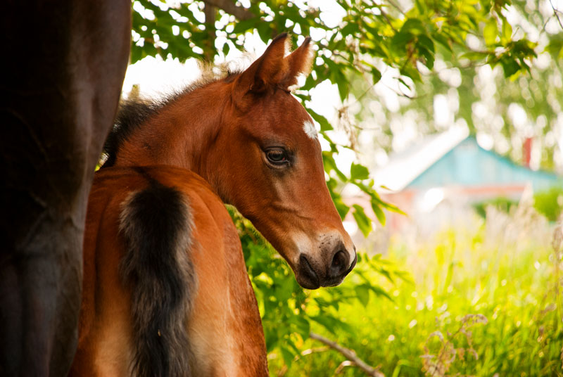 Про Дуська.