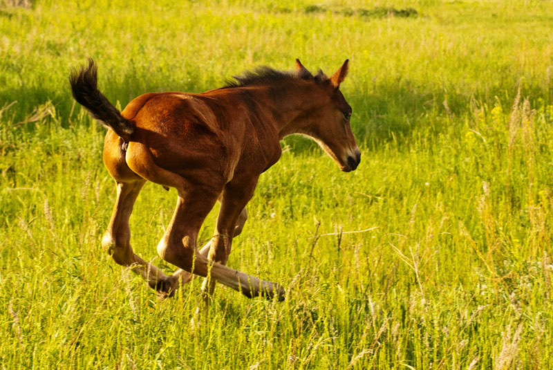 Про Дуська.