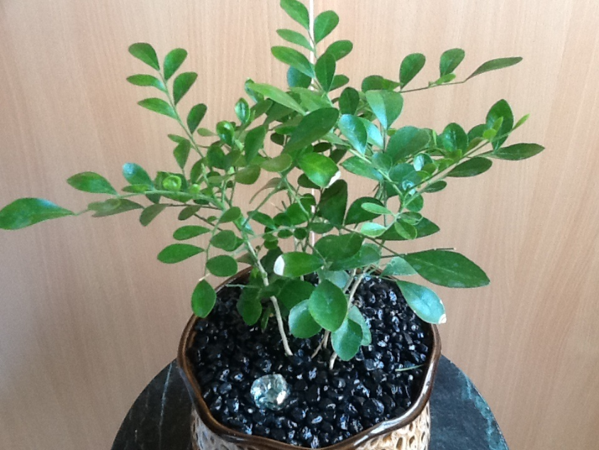 Озеленяемся...