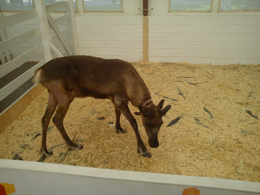 Контактный зоопарк-ВВЦ. 1 июня 2013 год.