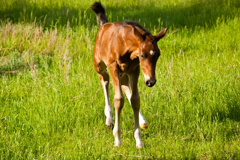 Про Дуська.
