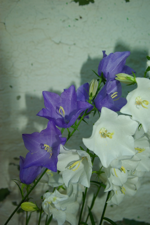 73b48a80c8faba972d27f14d49356f82.jpg