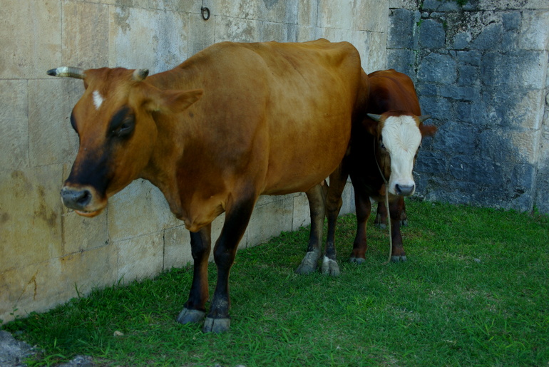 Новый Афон (Абхазия) 2013