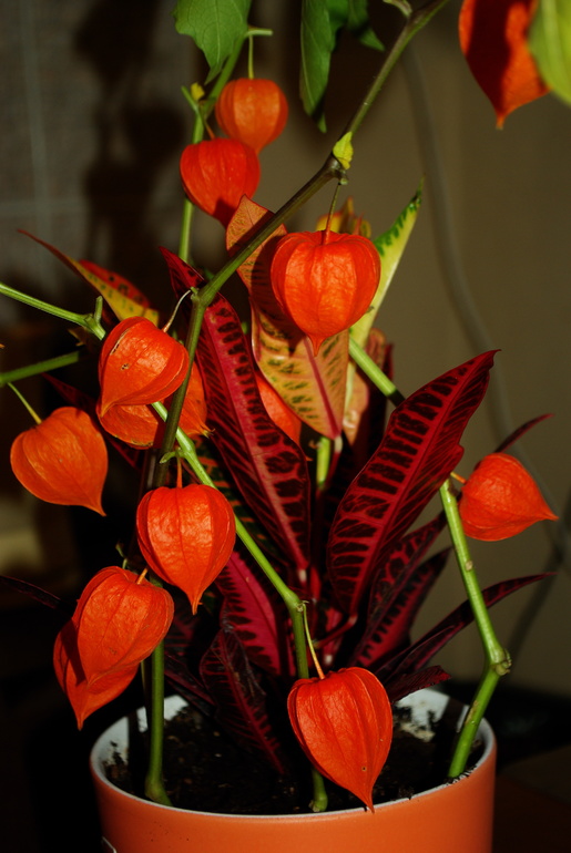 Моя первая шарлотка в этом году из своих яблок)