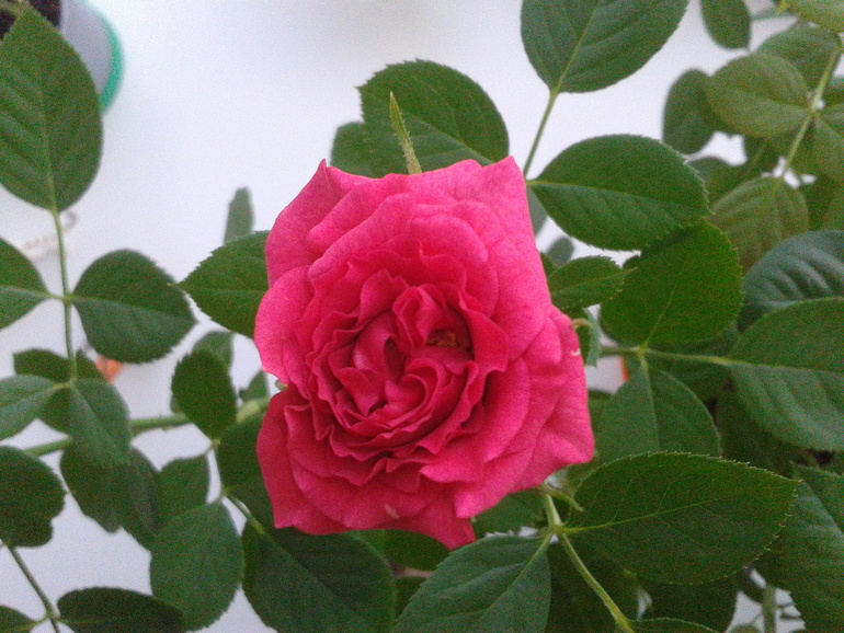 6ad83f88c22709023ac3d880c1babda2.jpg