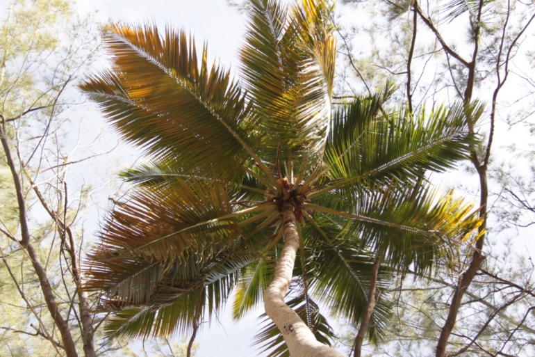 Незабываемая Доминикана (часть 1)