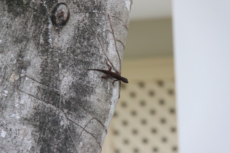 Незабываемая Доминикана (часть 1)