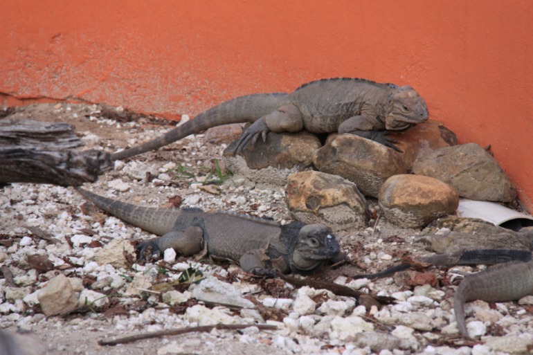 Незабываемая Доминикана (часть 1)