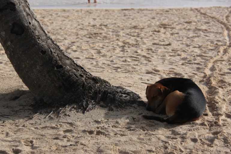 Незабываемая Доминикана (часть 1)