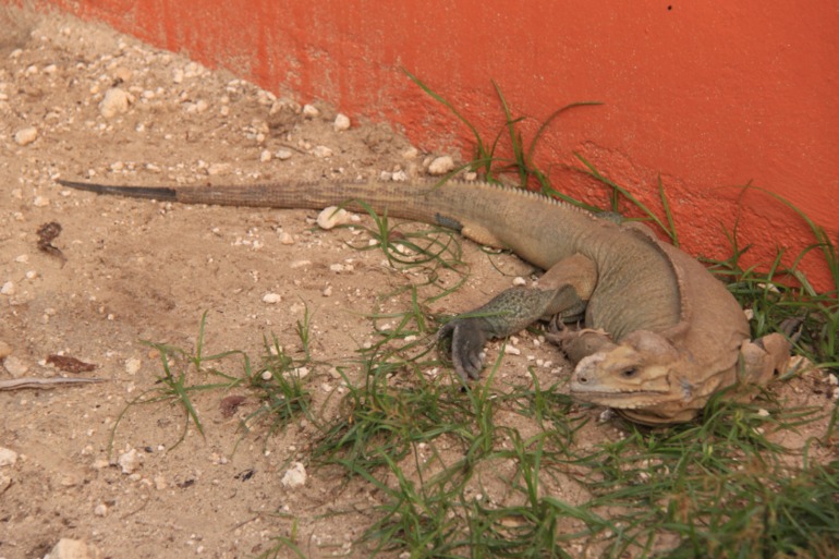 Незабываемая Доминикана (часть 1)