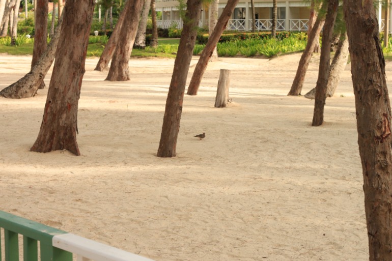 Незабываемая Доминикана (часть 1)