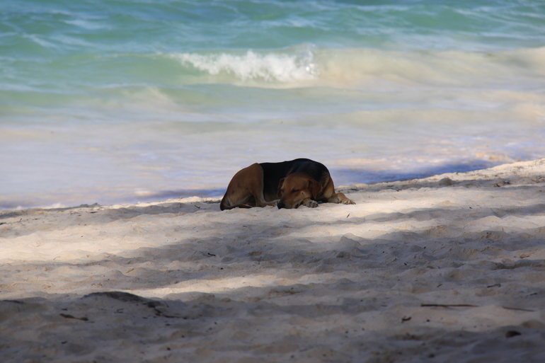 Незабываемая Доминикана (часть 1)