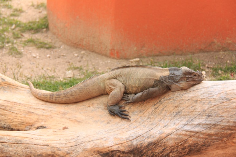 Незабываемая Доминикана (часть 1)