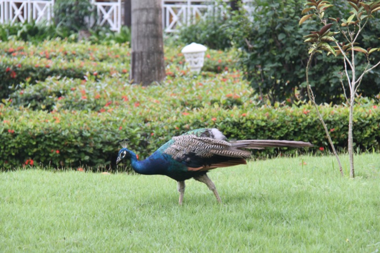 Незабываемая Доминикана (часть 1)