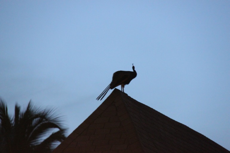 Незабываемая Доминикана (часть 1)