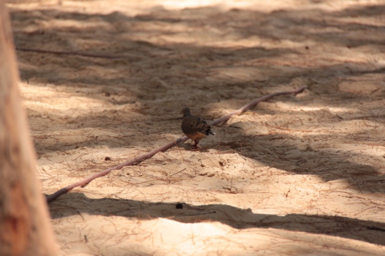 Незабываемая Доминикана (часть 1)