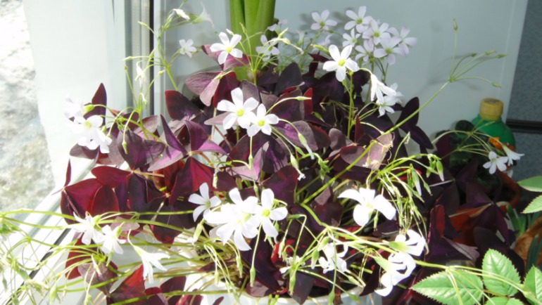 Меня окружает мой рай...