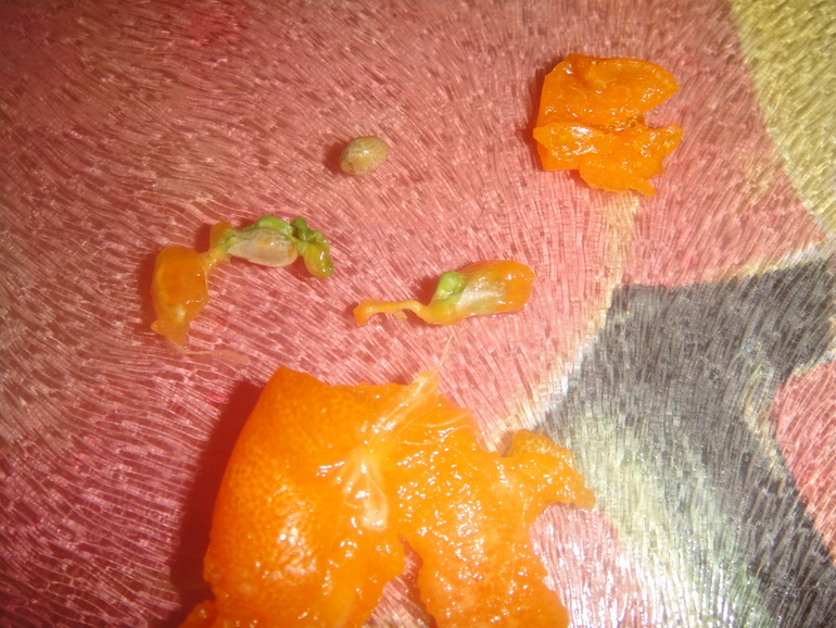 Меня окружает мой рай...