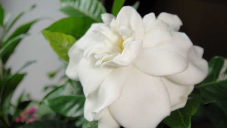 Меня окружает мой рай...