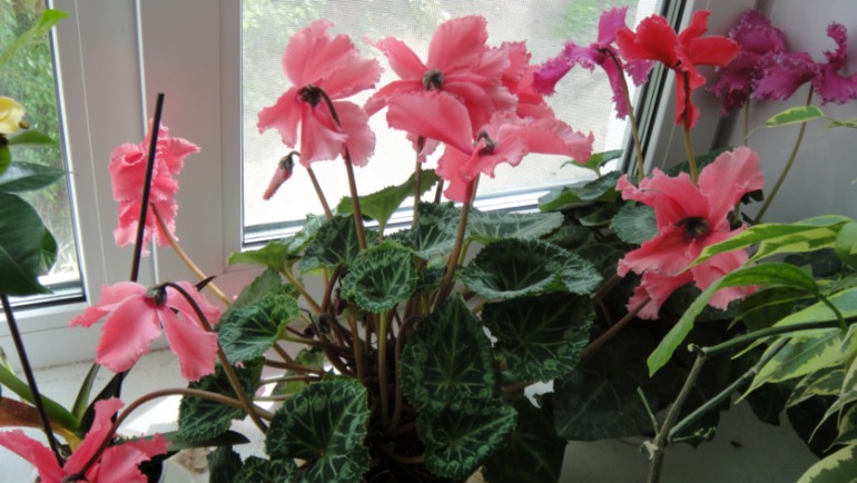 Меня окружает мой рай...