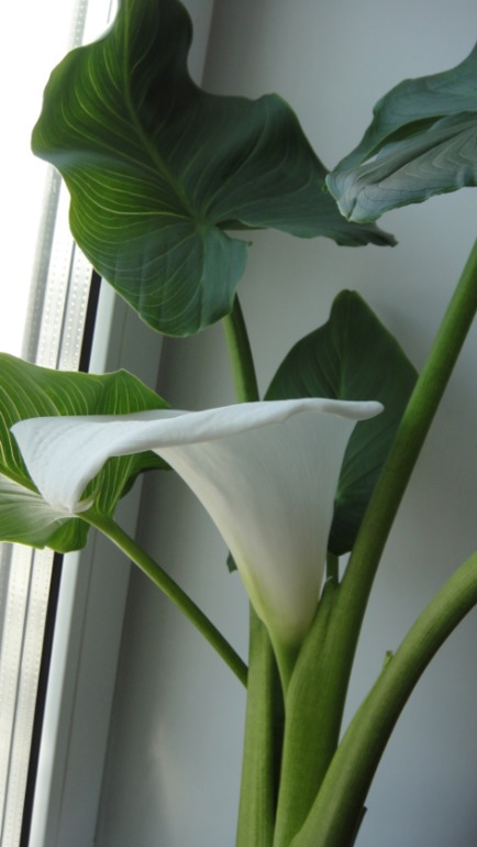 Меня окружает мой рай...