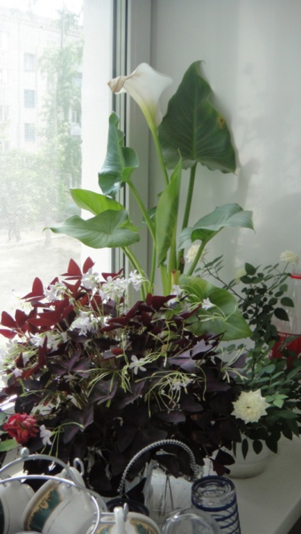 Меня окружает мой рай...