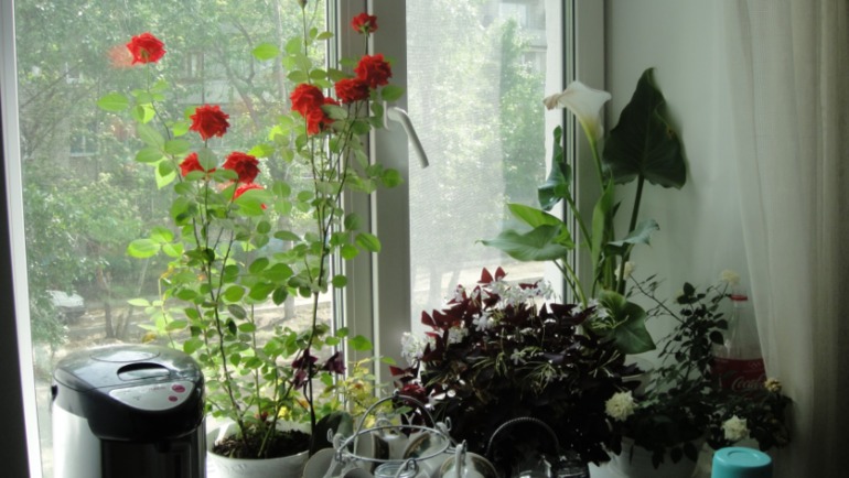 Меня окружает мой рай...