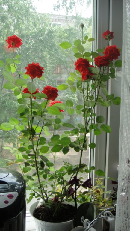 Меня окружает мой рай...