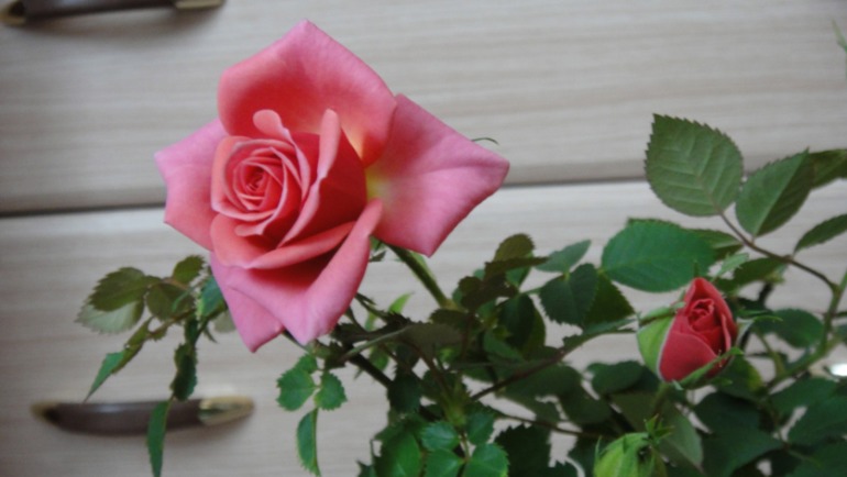 Меня окружает мой рай...