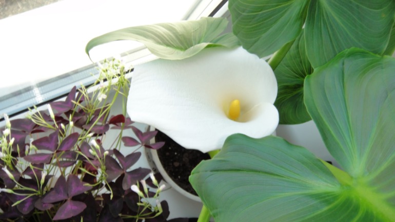 Меня окружает мой рай...