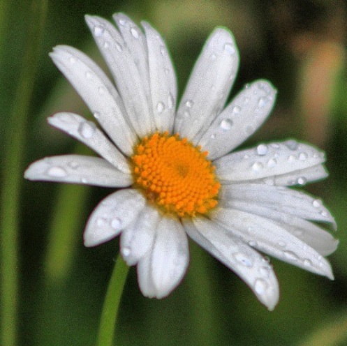 Что-то так грустно стало: