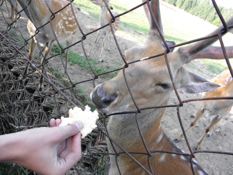 Чусовая, август 2013..