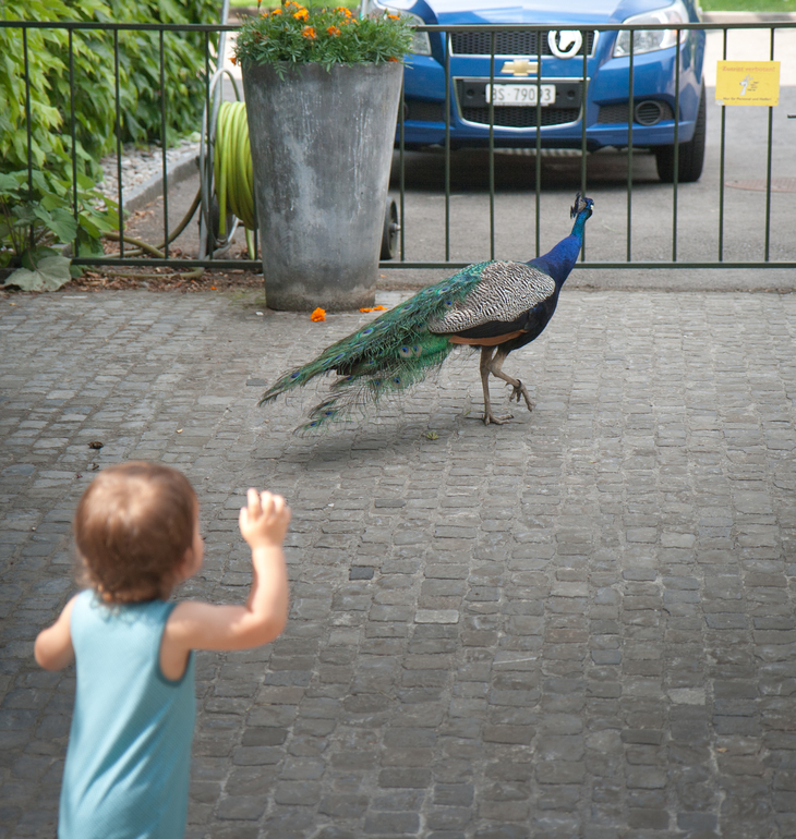 Платон оказался на коне